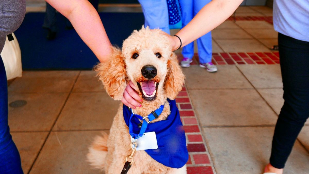 Spending time with a canine reduces stress and might improve focus, evaluation finds