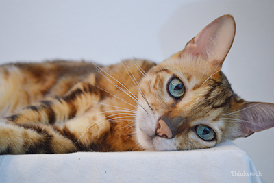 Bengal laying down