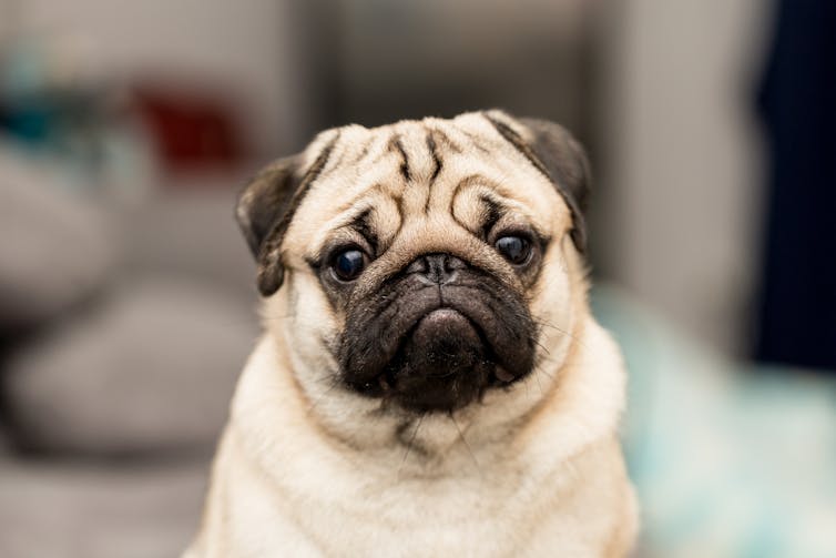 Close up of pug