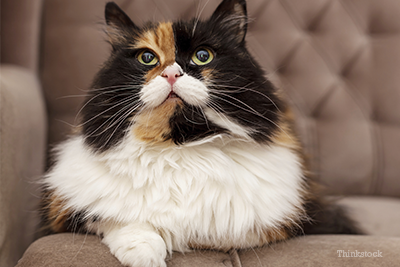 Tri-colored cat looking up