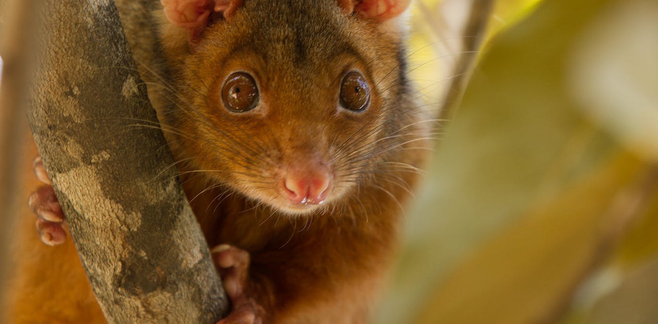 what’s tularemia and will I catch it from a possum?