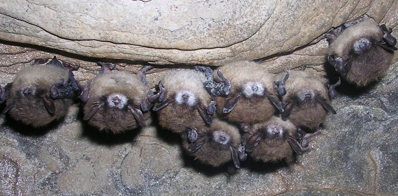 White nostril syndrome is killing hundreds and hundreds of bats by means of a contagious fungus – proper right here’s the best way to stop it