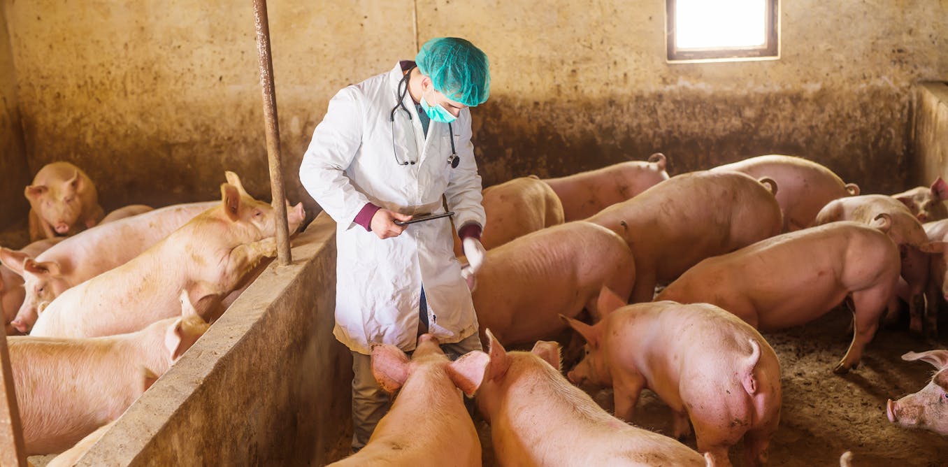 Vaccines using mRNA can defend livestock in opposition to diseases typical ones couldn’t – and there are safeguards to verify they gained’t end up in your meals