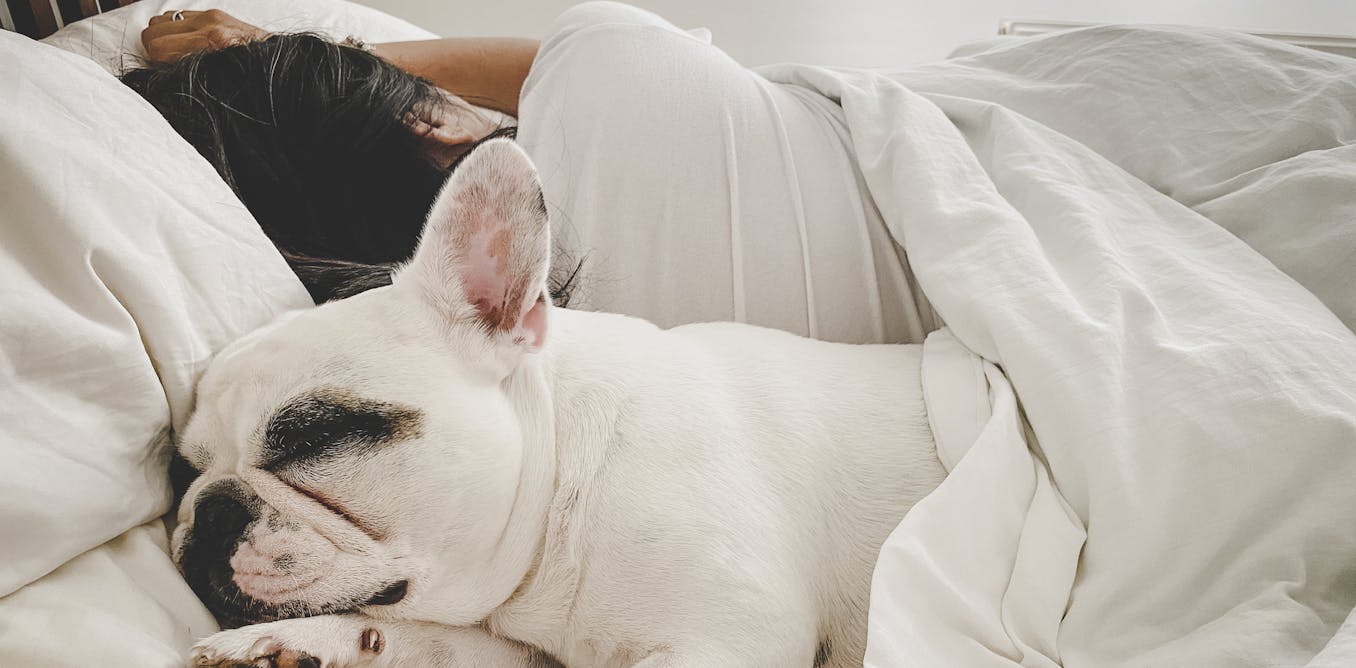 Could sharing a mattress room collectively collectively together with your pets be preserving you from getting a superb night time’s sleep?