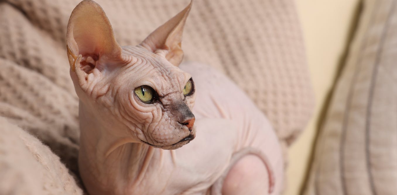 The ‘bully cats’ bred to resemble American bully canine and one of the best ways mannequin is creating mutant pet breeds