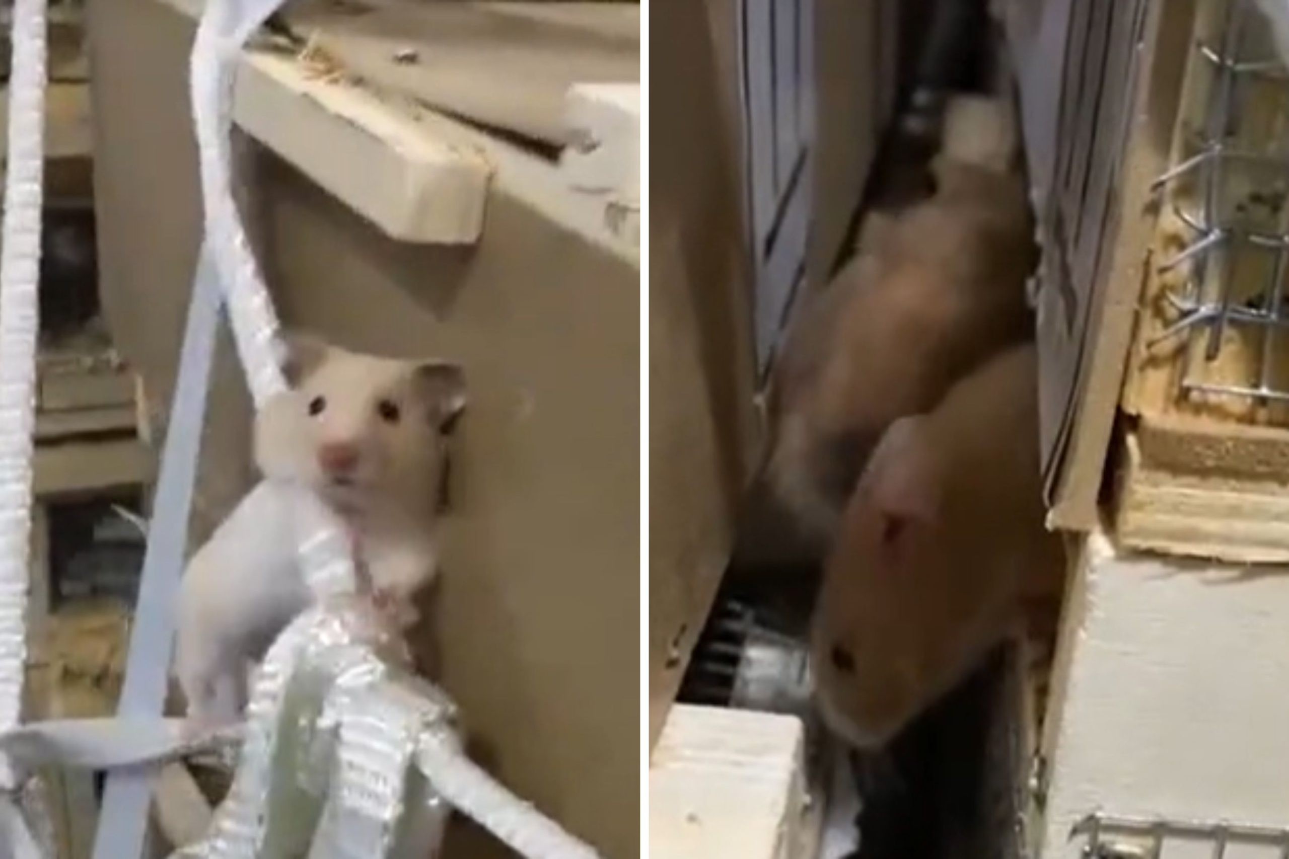 Flight Grounded As A whole bunch of Hamsters Escape in Cargo Protect ‘Jail Break’