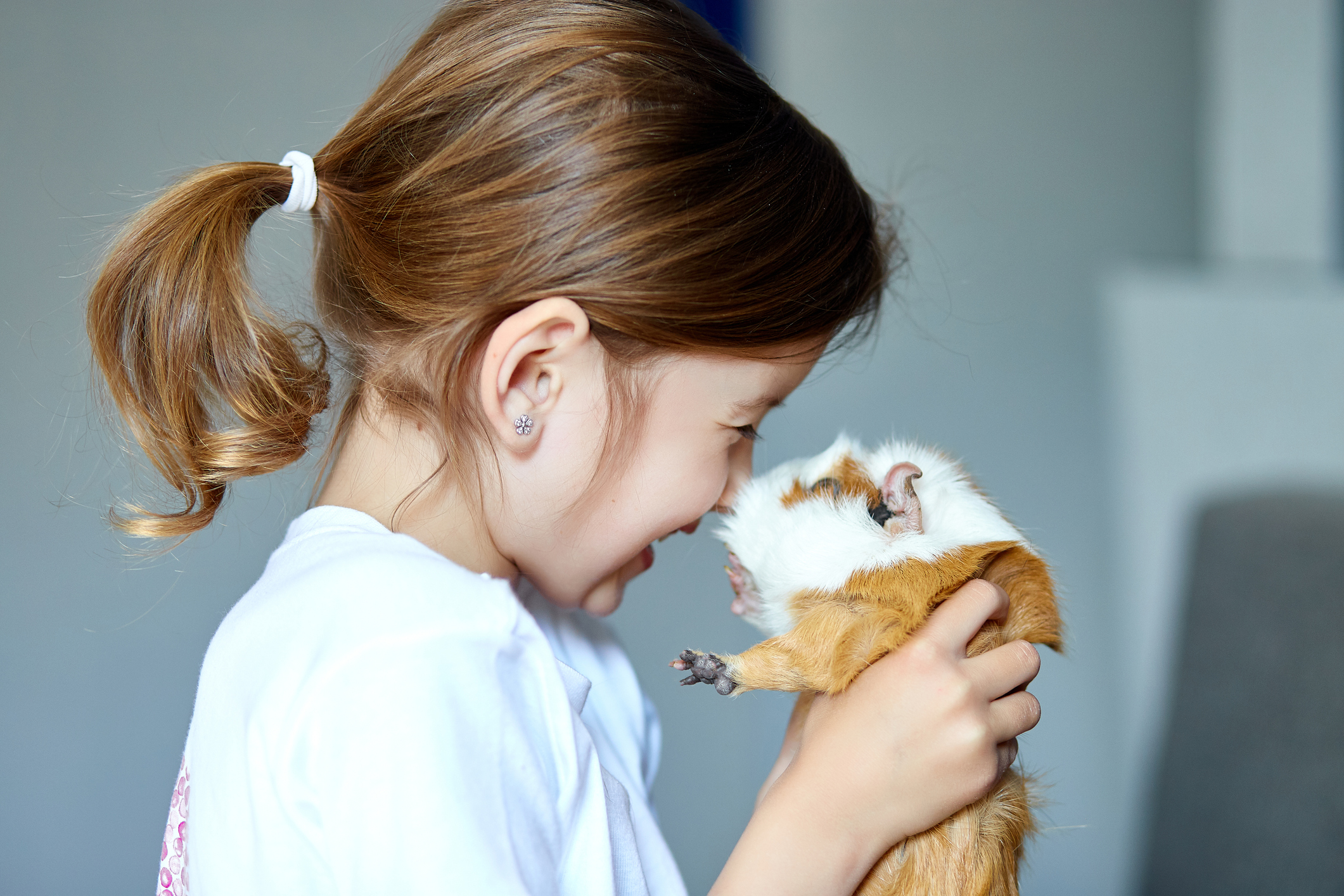 Hamsters Vs Guinea Pigs — Which Makes the Best Pet for Youngsters?