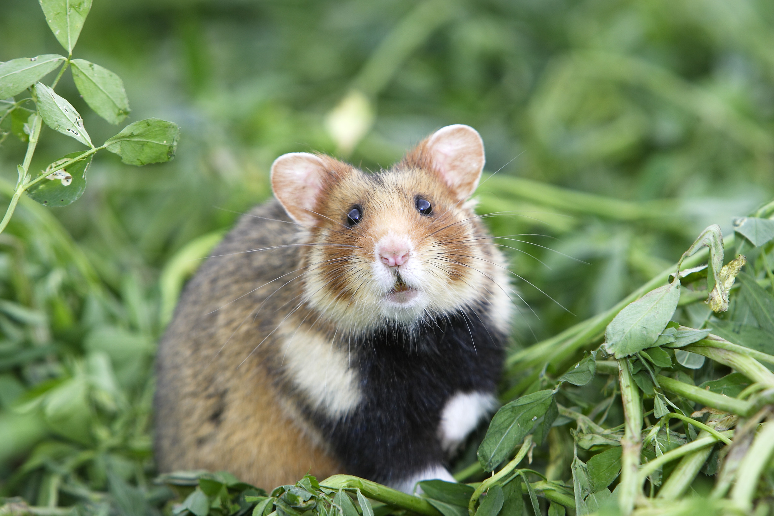 Photographer Captures Photographs of ‘Wild Hamster’ in Cute Viral Video