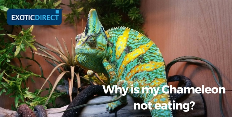 chameleon looking at owner