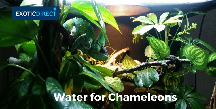 chameleon surrounded by wet leaves