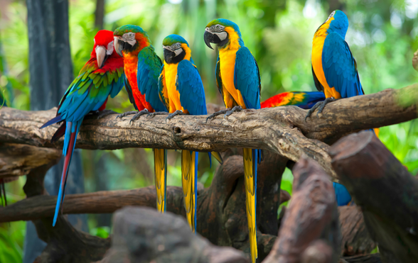 What parrots can reside collectively?