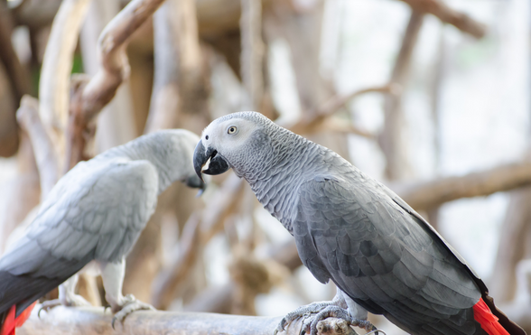 What can African gray parrots eat?