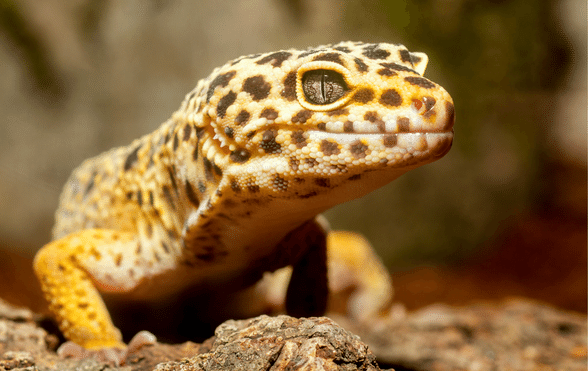 Proudly owning Home Pets and Reptiles In The Similar Home