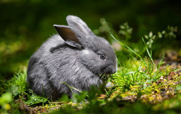 Rabbit names – from feminine, to male, humorous to well-known rabbit names