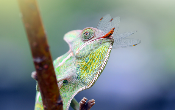 What do Chameleons eat? – ExoticDirect